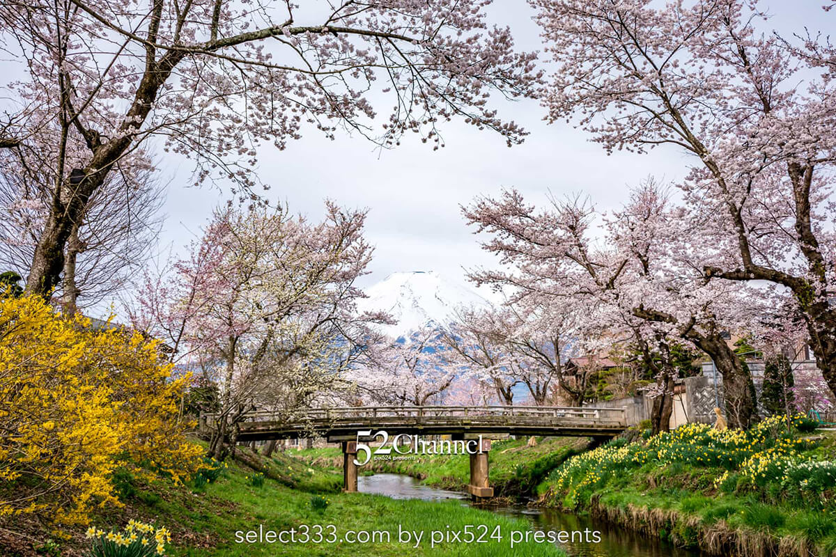 新名庄川の桜並木と富士山の撮影！忍野の桜の満開・見頃はいつ？富士山の麓の桜の風景：writing and Photo by pix524:Masaya Konishi （小西雅哉）写真を楽しむブログ 主宰