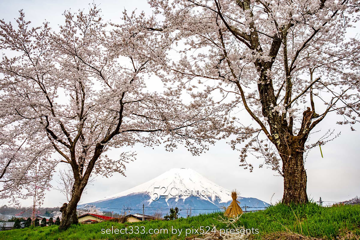 新名庄川の桜並木と富士山の撮影！忍野の桜の満開・見頃はいつ？富士山の麓の桜の風景：writing and Photo by pix524:Masaya Konishi （小西雅哉）写真を楽しむブログ 主宰