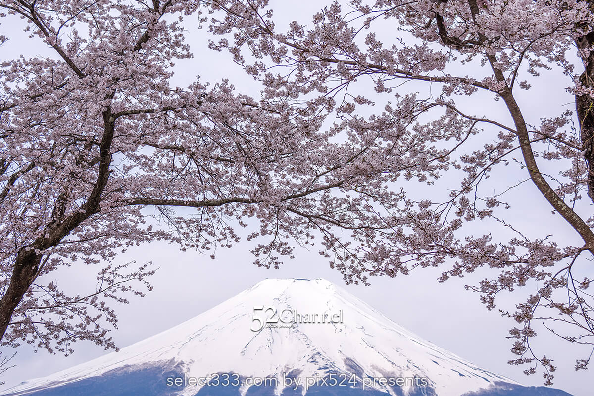 新名庄川の桜並木と富士山の撮影！忍野の桜の満開・見頃はいつ？富士山の麓の桜の風景：writing and Photo by pix524:Masaya Konishi （小西雅哉）写真を楽しむブログ 主宰