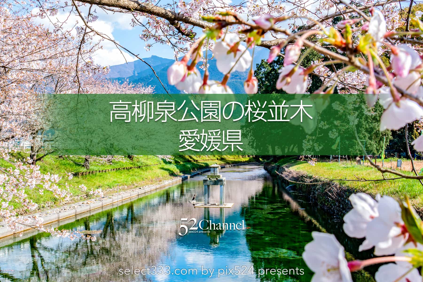 高柳泉公園の桜並木!満開の桜が湧水に写り込む美しいスポット!愛媛県新居浜市の桜風景:writing and Photo by pix524:Masaya Konishi (小西 雅哉)写真を楽しむブログ 52Channel 主宰