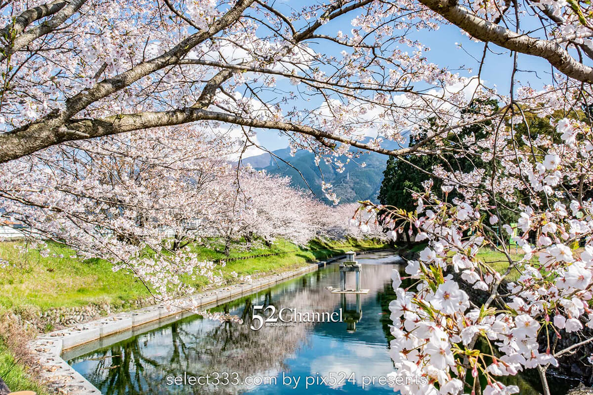 高柳泉公園の桜並木！満開の桜が湧水に写り込む美しいスポット！愛媛県新居浜市の桜風景：writing and Photo by pix524:Masaya Konishi （小西 雅哉）写真を楽しむブログ 52Channel 主宰