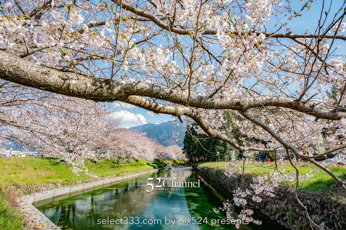 高柳泉公園の桜並木！満開の桜が湧水に写り込む美しいスポット！愛媛県新居浜市の桜風景：writing and Photo by pix524:Masaya Konishi （小西 雅哉）写真を楽しむブログ 52Channel 主宰