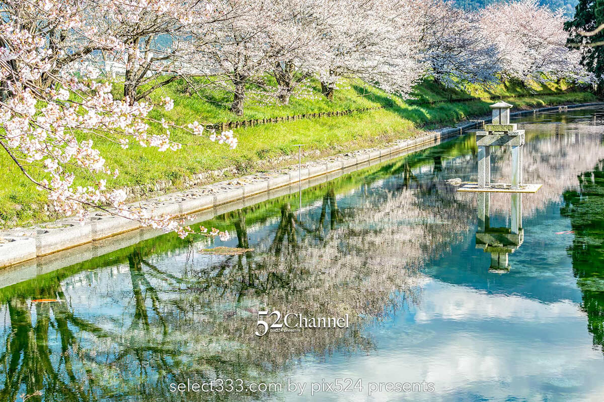高柳泉公園の桜並木！満開の桜が湧水に写り込む美しいスポット！愛媛県新居浜市の桜風景：writing and Photo by pix524:Masaya Konishi （小西 雅哉）写真を楽しむブログ 52Channel 主宰