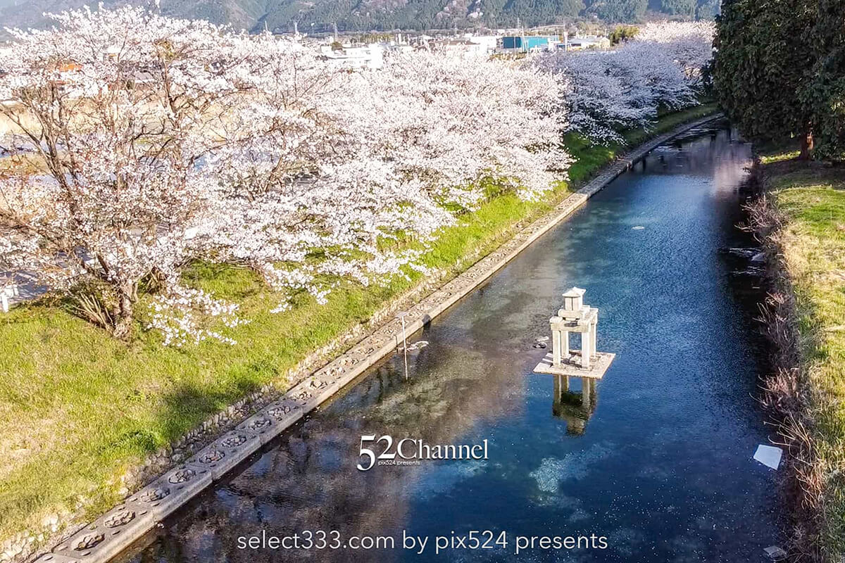 高柳泉公園の桜並木！満開の桜が湧水に写り込む美しいスポット！愛媛県新居浜市の桜風景：writing and Photo by pix524:Masaya Konishi （小西 雅哉）写真を楽しむブログ 52Channel 主宰