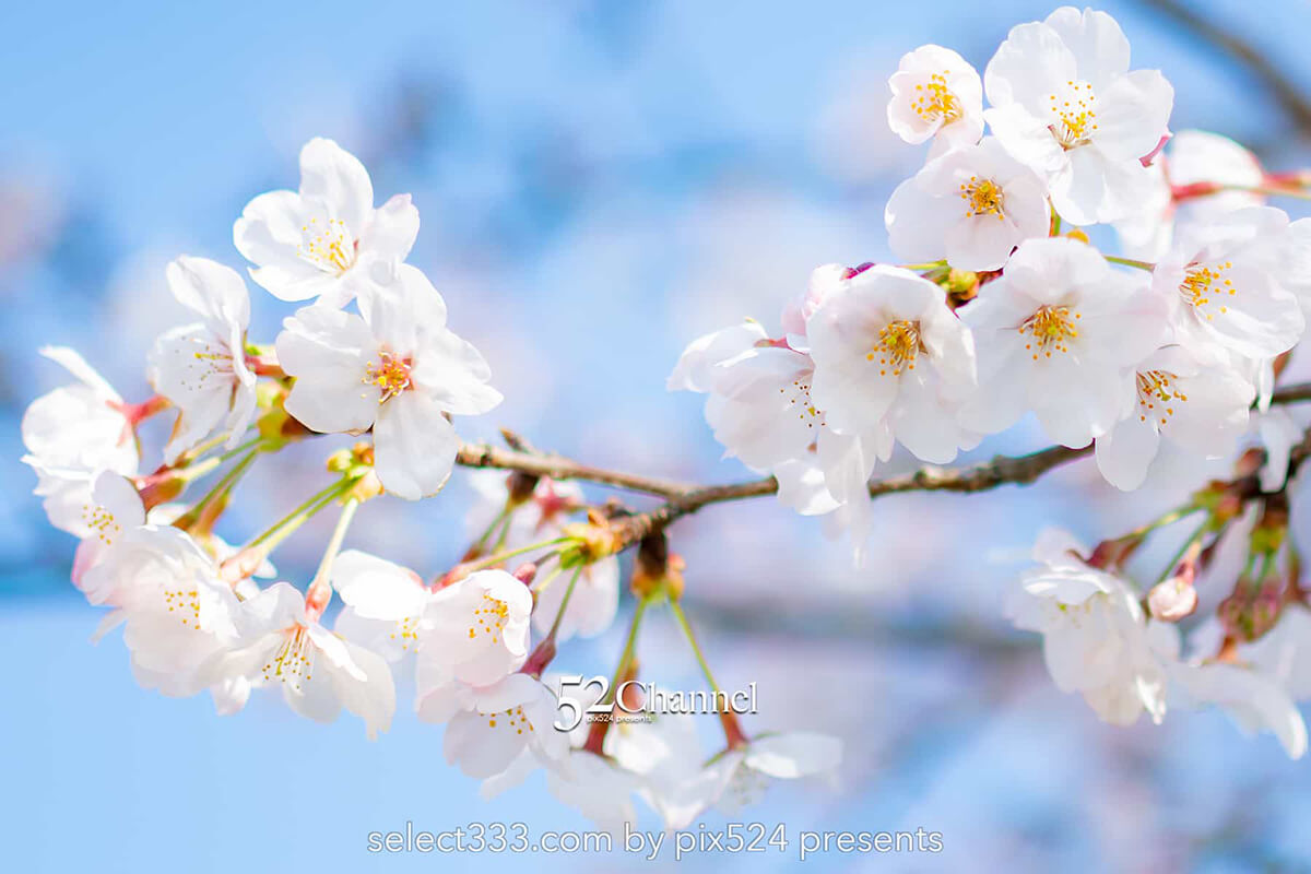 高柳泉公園の桜並木！満開の桜が湧水に写り込む美しいスポット！愛媛県新居浜市の桜風景：writing and Photo by pix524:Masaya Konishi （小西 雅哉）写真を楽しむブログ 52Channel 主宰