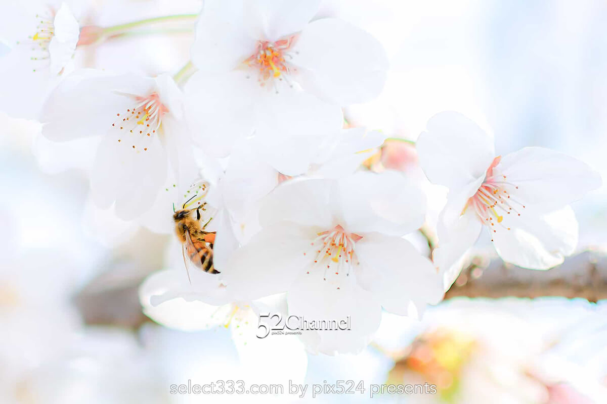 高柳泉公園の桜並木！満開の桜が湧水に写り込む美しいスポット！愛媛県新居浜市の桜風景：writing and Photo by pix524:Masaya Konishi （小西 雅哉）写真を楽しむブログ 52Channel 主宰