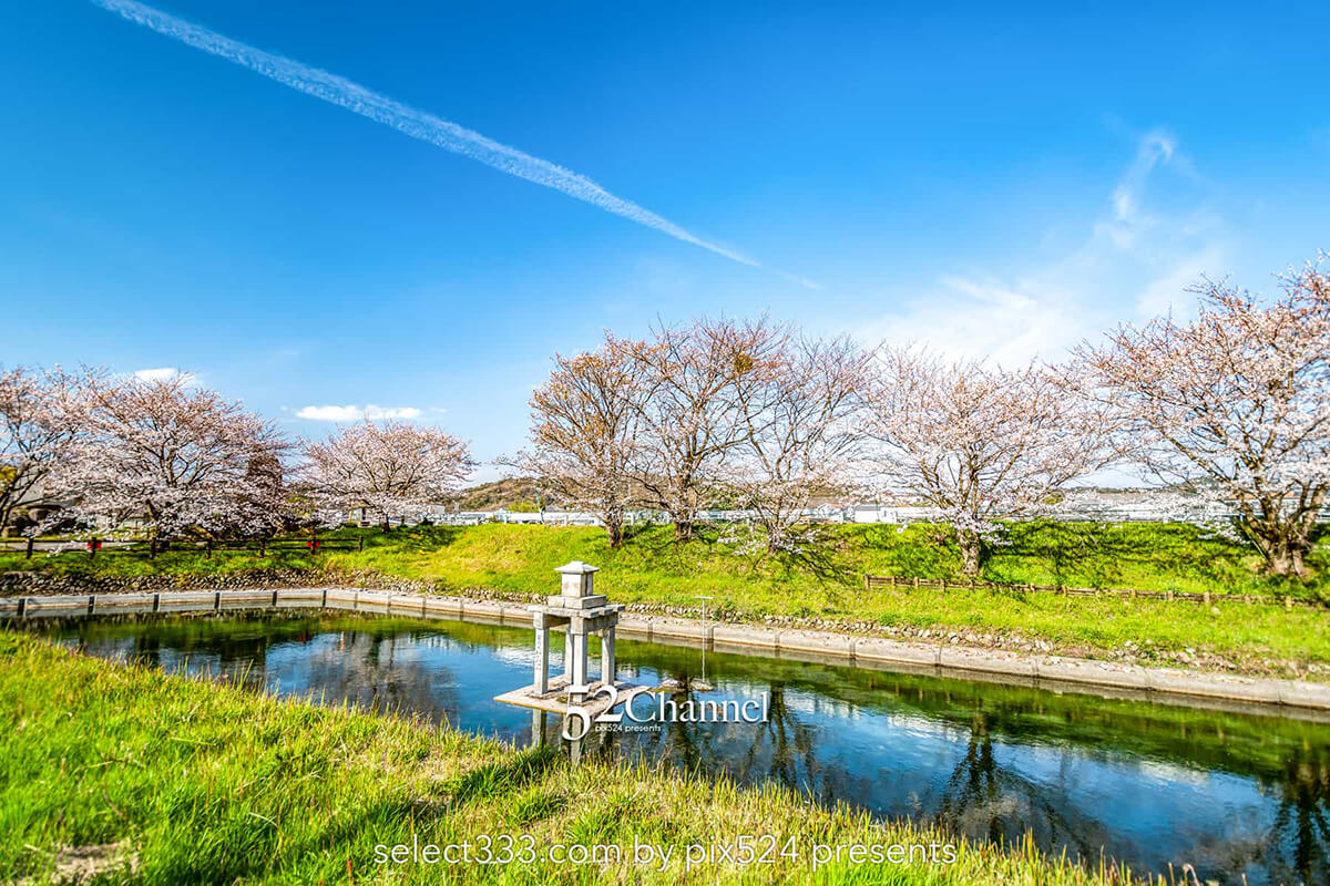 高柳泉公園の桜並木！満開の桜が湧水に写り込む美しいスポット！愛媛県新居浜市の桜風景：writing and Photo by pix524:Masaya Konishi （小西 雅哉）写真を楽しむブログ 52Channel 主宰