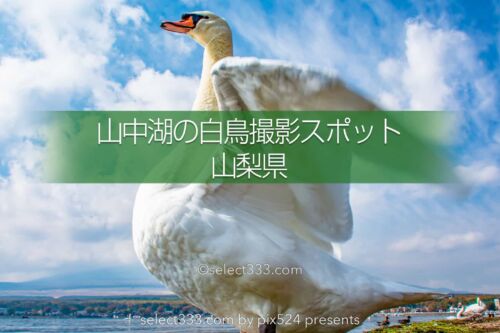 山中湖白鳥浜のスワンスポット！山中湖畔で富士山と白鳥撮影！山梨県の撮影地