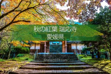 瑞應寺の紅葉！樹齢800年の大イチョウの黄葉と山門の秋景色！愛媛県の紅葉撮影地