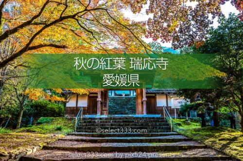 瑞應寺の紅葉！樹齢800年の大イチョウの黄葉と山門の秋景色！愛媛県の紅葉撮影地