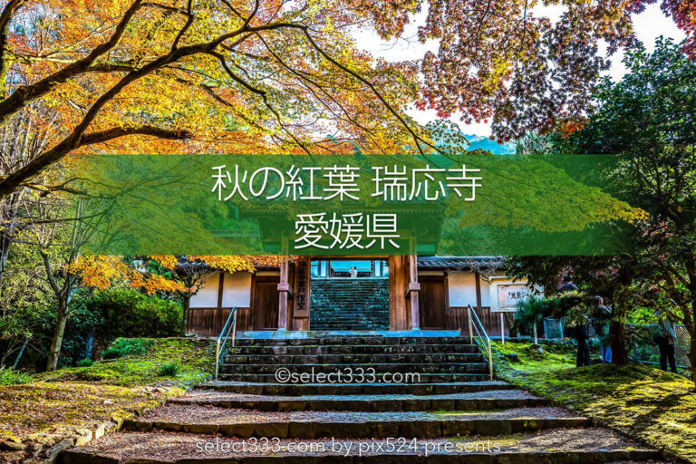 瑞應寺の紅葉！樹齢800年の大イチョウの黄葉と山門の秋景色！愛媛県の紅葉撮影地
