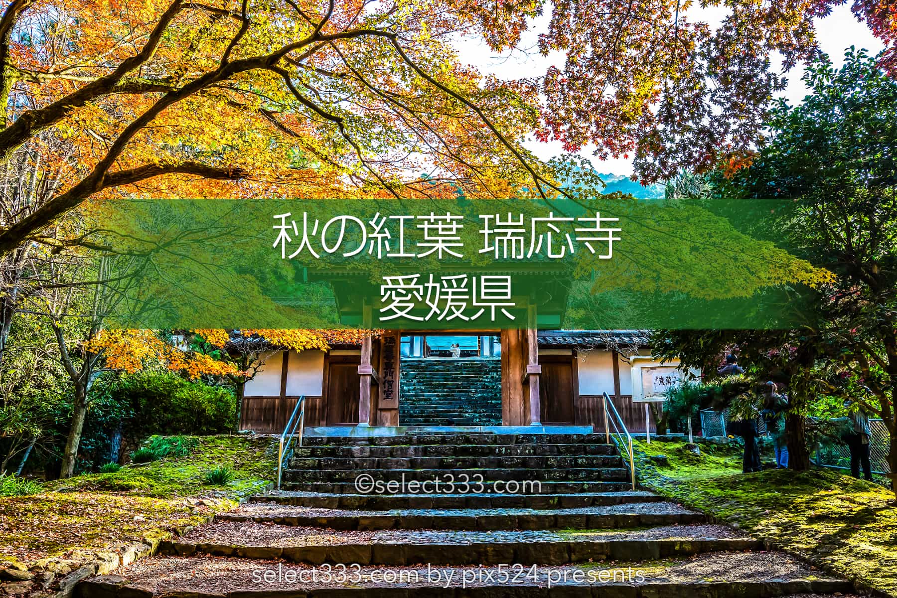 瑞應寺の紅葉!樹齢800年の大イチョウの黄葉と山門の秋景色!愛媛県の紅葉撮影地