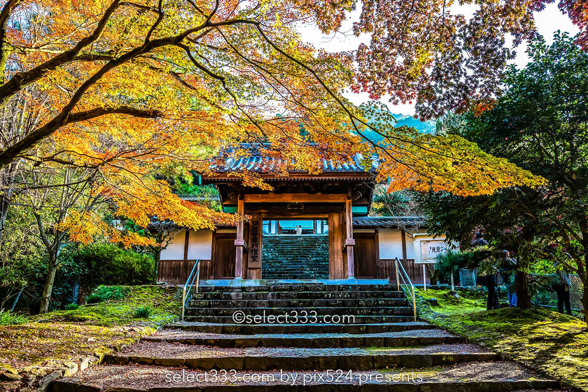 山門の紅葉風景：瑞應寺の紅葉！樹齢800年の大イチョウの黄葉と山門の秋景色！愛媛県の紅葉撮影地：写真を楽しむブログ photo by Masaya Konishi