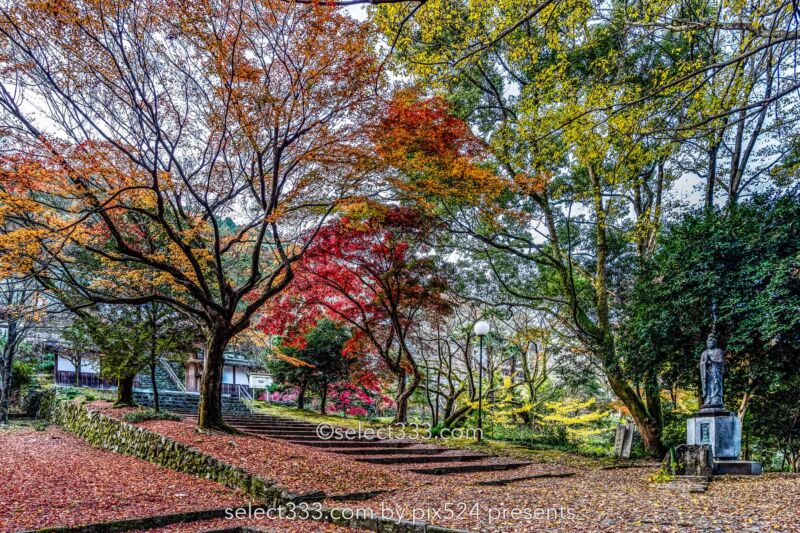 山門近くの紅葉風景：瑞應寺の紅葉！樹齢800年の大イチョウの黄葉と山門の秋景色！愛媛県の紅葉撮影地：写真を楽しむブログ photo by Masaya Konishi