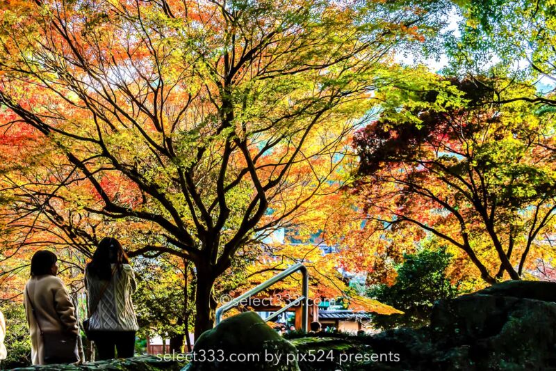 紅葉を撮影する観光客：瑞應寺の紅葉！樹齢800年の大イチョウの黄葉と山門の秋景色！愛媛県の紅葉撮影地：写真を楽しむブログ photo by Masaya Konishi