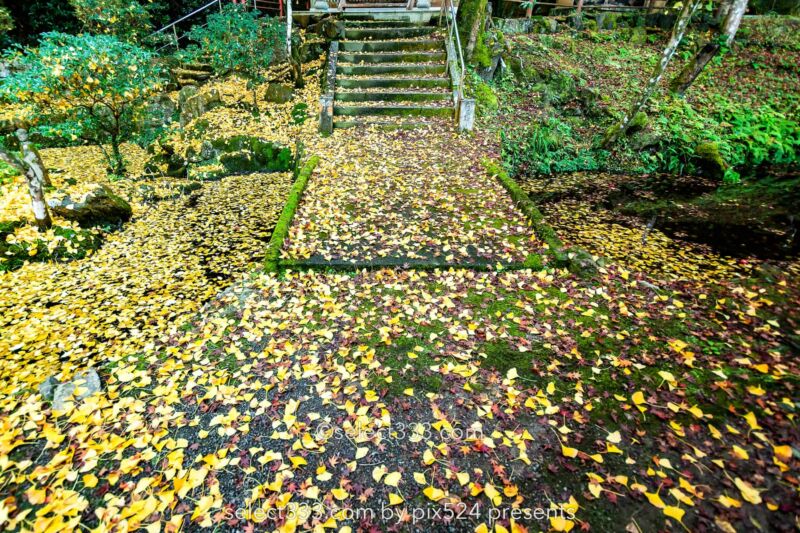 瑞應寺の紅葉！樹齢800年の大イチョウの黄葉と山門の秋景色！愛媛県の紅葉撮影地