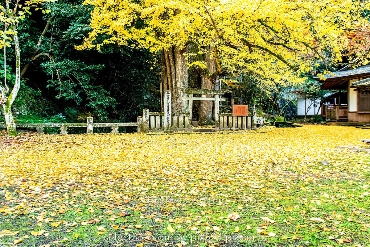 瑞應寺の紅葉！樹齢800年の大イチョウの黄葉と山門の秋景色！愛媛県の紅葉撮影地