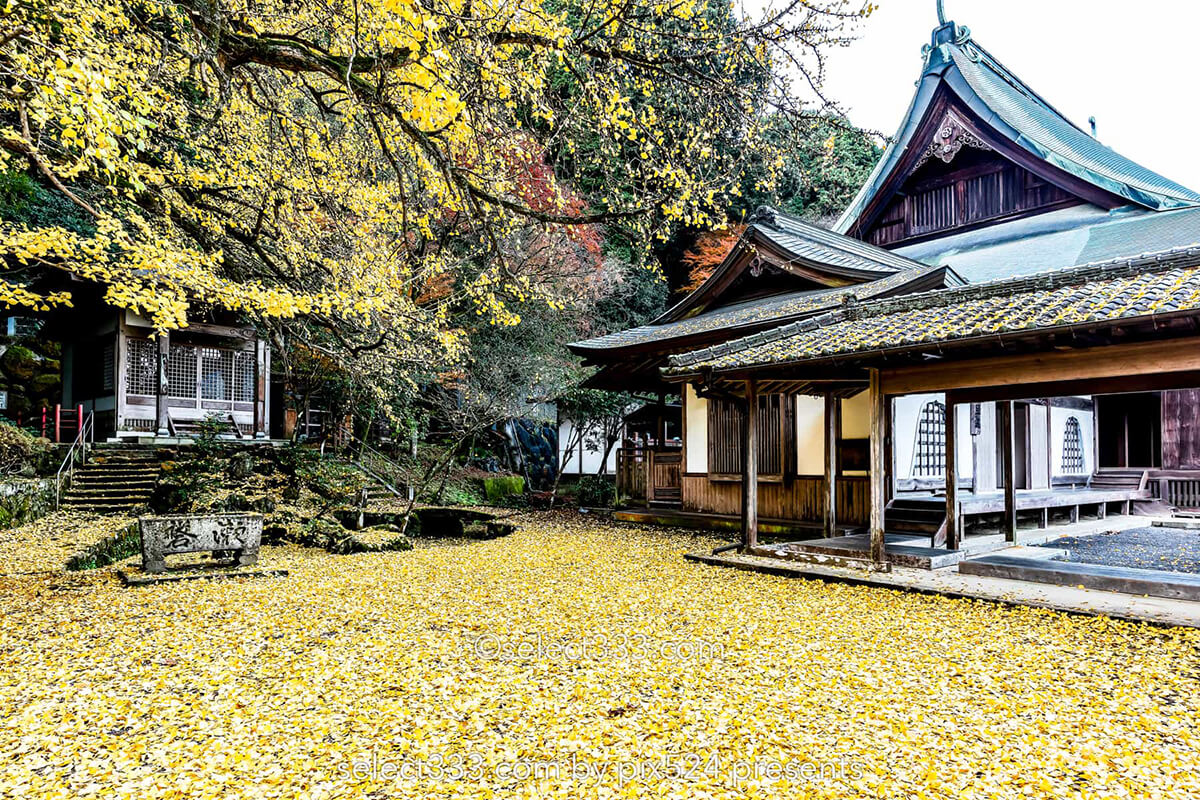 瑞應寺の紅葉！樹齢800年の大イチョウの黄葉と山門の秋景色！愛媛県の紅葉撮影地