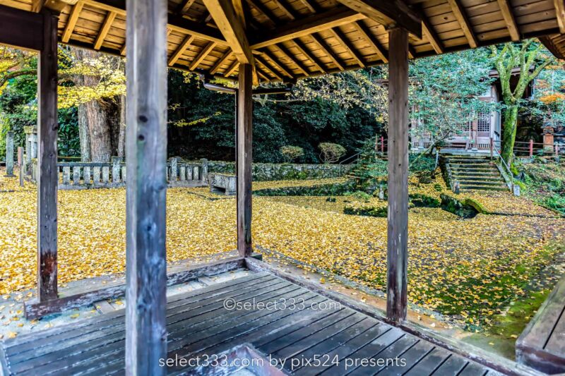 瑞應寺の紅葉！樹齢800年の大イチョウの黄葉と山門の秋景色！愛媛県の紅葉撮影地