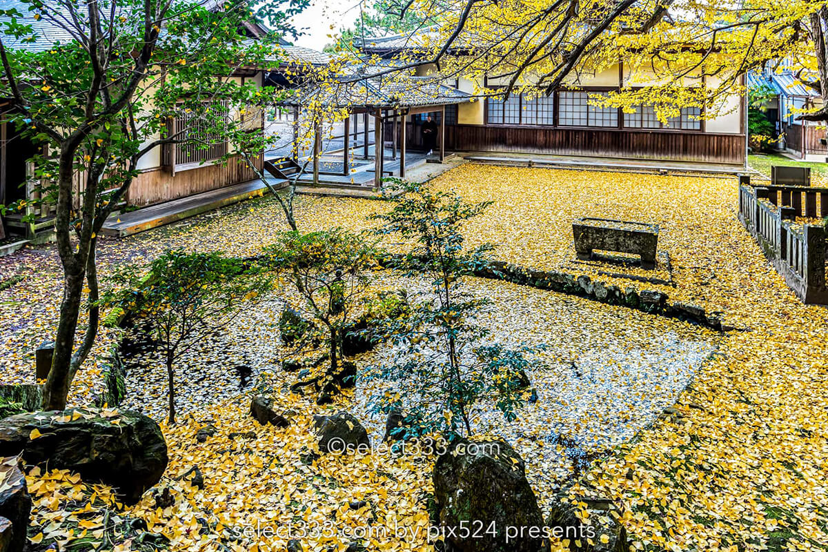 瑞應寺の紅葉！樹齢800年の大イチョウの黄葉と山門の秋景色！愛媛県の紅葉撮影地