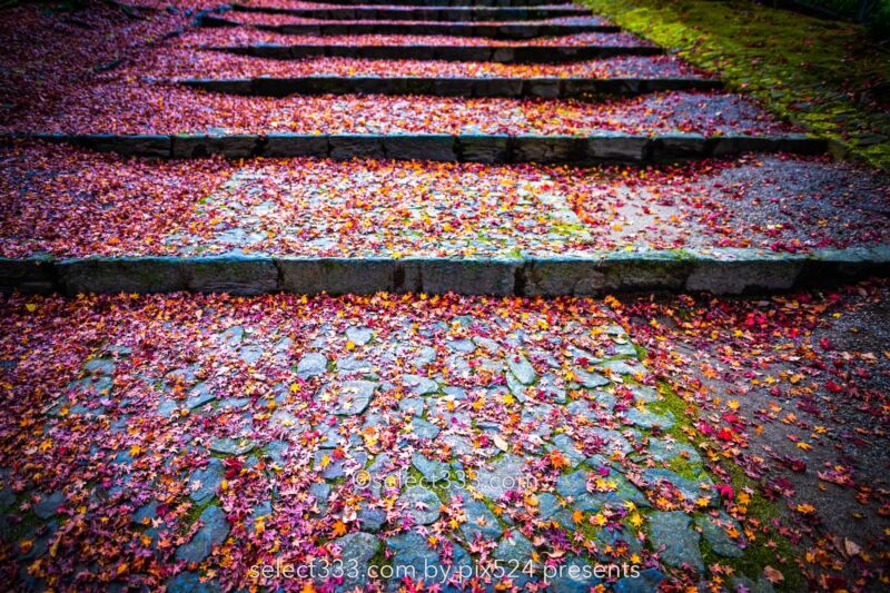 敷き詰められた落ち葉の絨毯と階段：瑞應寺の紅葉！樹齢800年の大イチョウの黄葉と山門の秋景色！愛媛県の紅葉撮影地：写真を楽しむブログ photo by Masaya Konishi