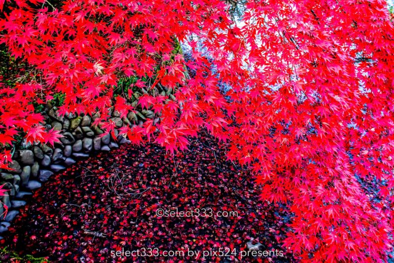 真っ赤な紅葉：瑞應寺の紅葉！樹齢800年の大イチョウの黄葉と山門の秋景色！愛媛県の紅葉撮影地：写真を楽しむブログ photo by Masaya Konishi