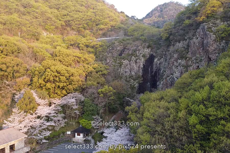 不動の滝カントリーパーク満開の桜並木の撮影！桜の満開時期は？不動の滝ドローン撮影