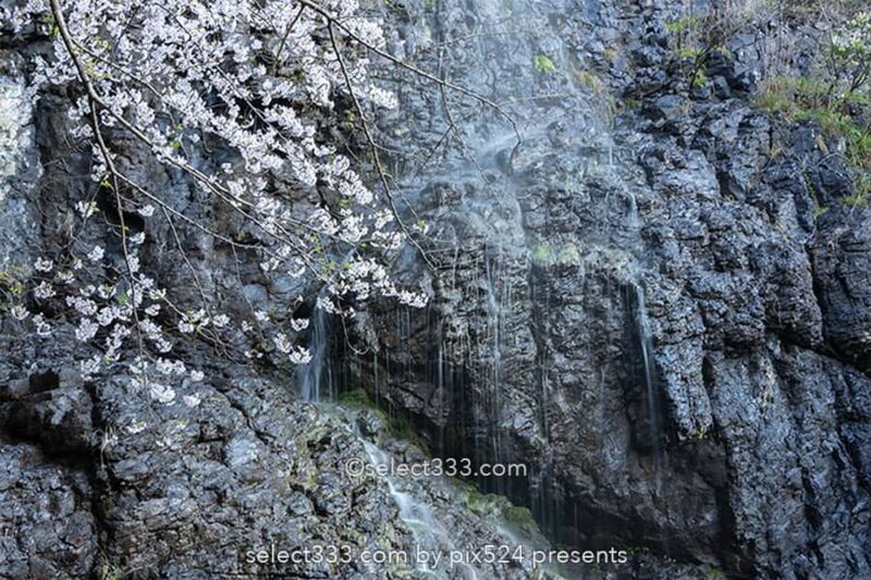 不動の滝カントリーパーク満開の桜並木の撮影！桜の満開時期は？不動の滝ドローン撮影