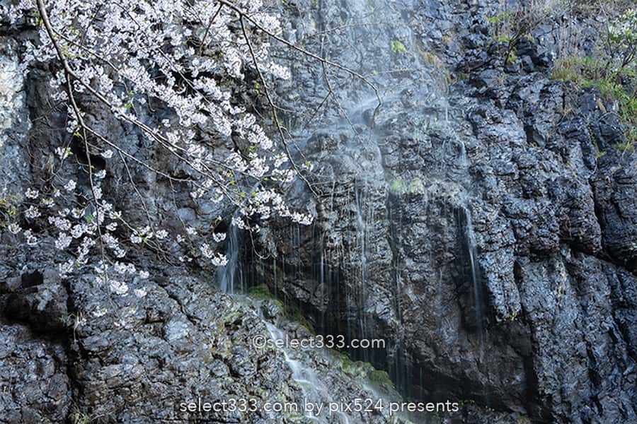 不動の滝カントリーパーク満開の桜並木の撮影！桜の満開時期は？不動の滝ドローン撮影