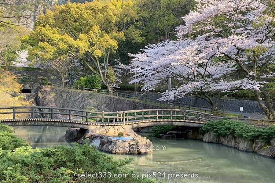 不動の滝カントリーパーク満開の桜並木の撮影！桜の満開時期は？不動の滝ドローン撮影