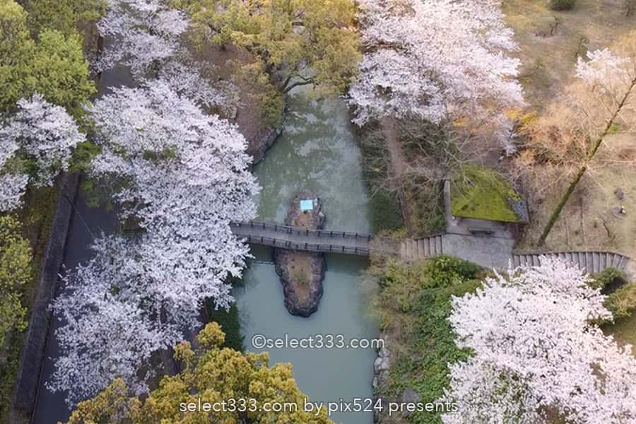 不動の滝カントリーパーク満開の桜並木の撮影！桜の満開時期は？不動の滝ドローン撮影