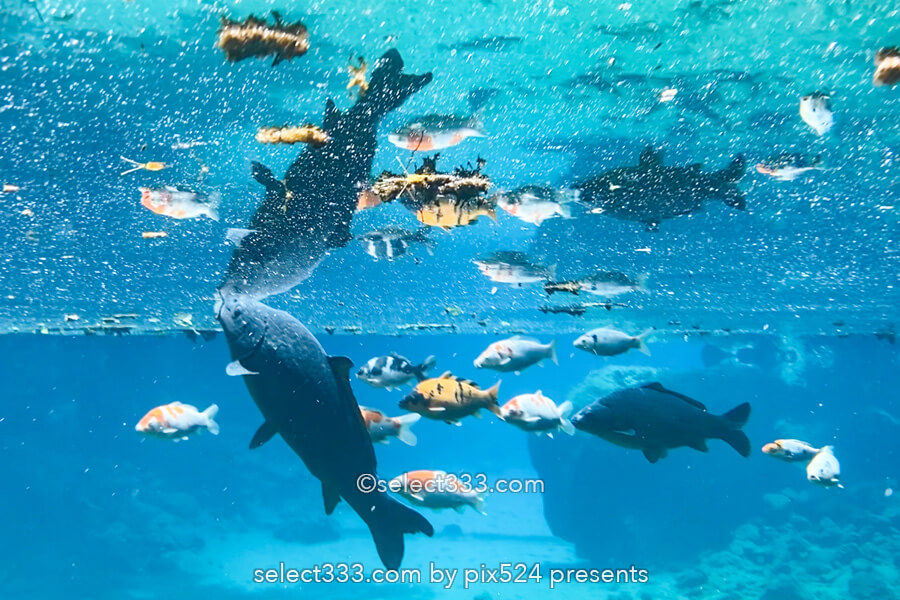 白龍湖の風景〜透明度抜群！翡翠色の美しい池〜神秘的エリア！魅力のフォトスポット