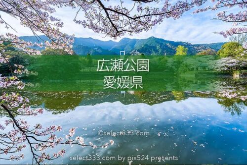 広瀬公園の桜！満開の桜で花見と撮影愛媛県新居浜市の桜の名所！新居浜市広瀬歴史記念館