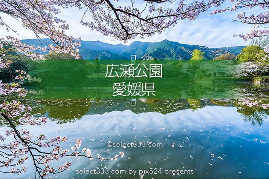 広瀬公園の桜!満開の桜で花見と撮影愛媛県新居浜市の桜の名所!新居浜市広瀬歴史記念館