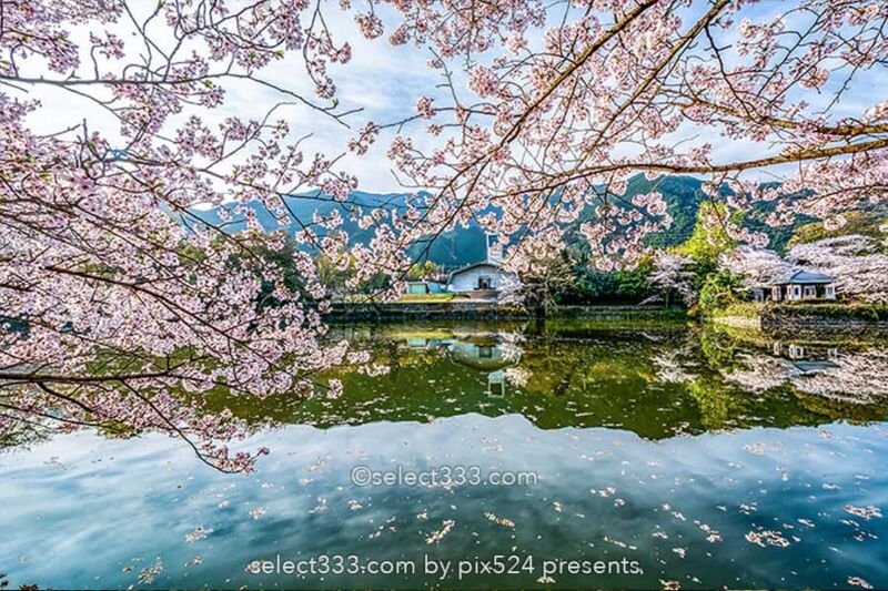 広瀬公園の桜!満開の桜で花見と撮影愛媛県新居浜市の桜の名所!新居浜市広瀬歴史記念館