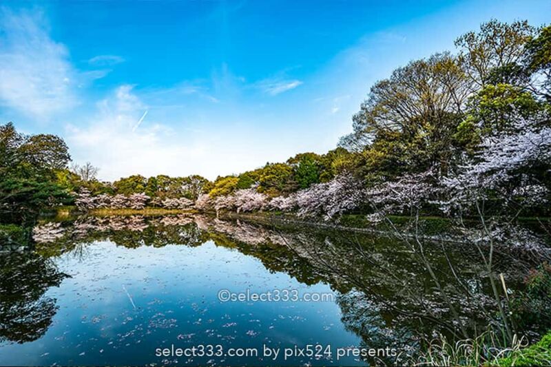 広瀬公園の桜!満開の桜で花見と撮影愛媛県新居浜市の桜の名所!新居浜市広瀬歴史記念館
