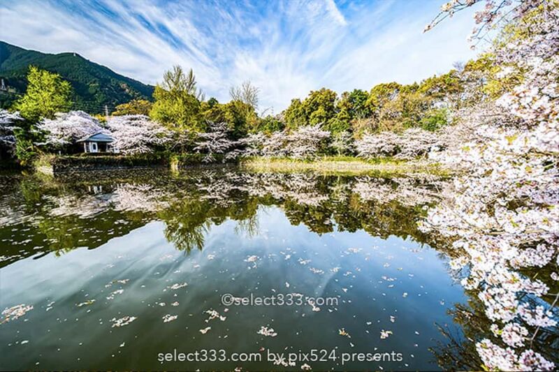 広瀬公園の桜!満開の桜で花見と撮影愛媛県新居浜市の桜の名所!新居浜市広瀬歴史記念館