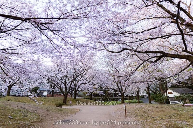 広瀬公園の桜!満開の桜で花見と撮影愛媛県新居浜市の桜の名所!新居浜市広瀬歴史記念館