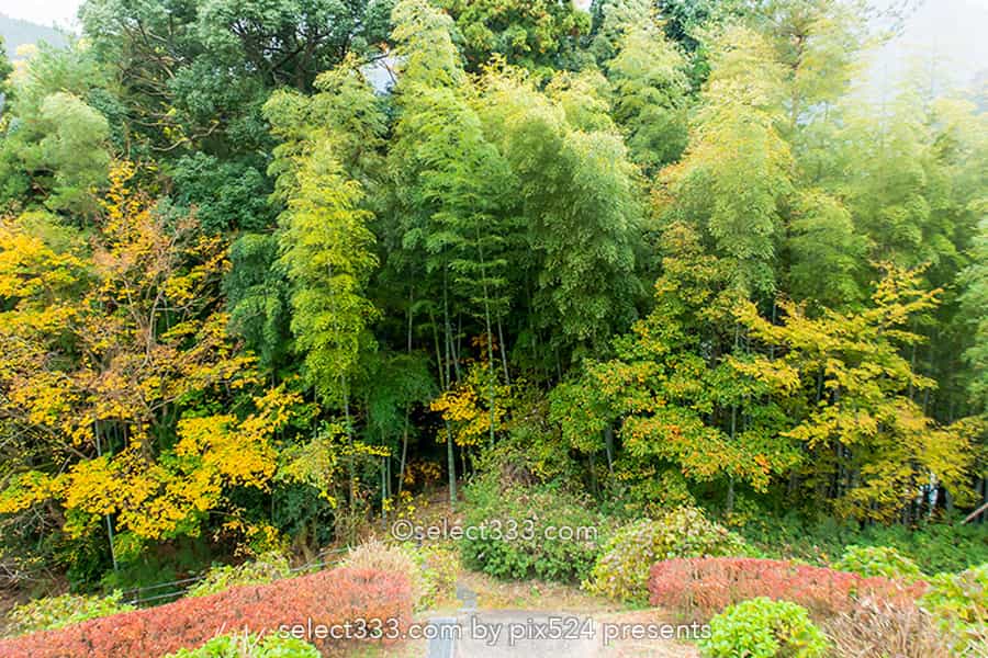 法皇湖と富郷ダムの紅葉撮影!四国中央市秋のドライブスポット!愛媛県の紅葉撮影地