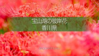宝山湖の彼岸花の見頃!山肌が赤く染まる三豊市の曼珠沙華!夏の終わりの彩り