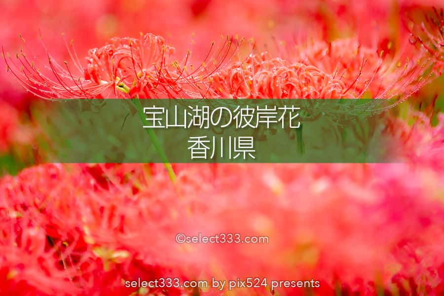 宝山湖の彼岸花の見頃！山肌が赤く染まる三豊市の曼珠沙華！夏の終わりの彩り