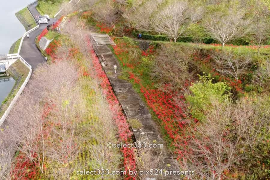 宝山湖の彼岸花の見頃！山肌が赤く染まる三豊市の曼珠沙華！夏の終わりの彩り