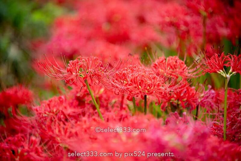 宝山湖の彼岸花の見頃！山肌が赤く染まる三豊市の曼珠沙華！夏の終わりの彩り