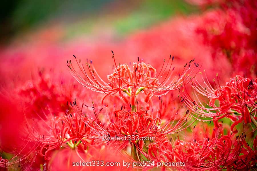 宝山湖の彼岸花の見頃！山肌が赤く染まる三豊市の曼珠沙華！夏の終わりの彩り