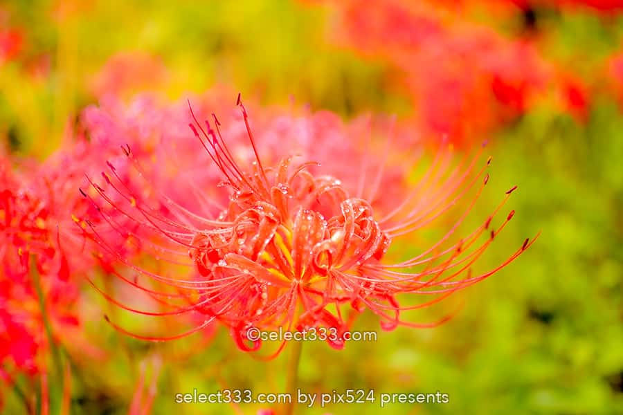 宝山湖の彼岸花の見頃！山肌が赤く染まる三豊市の曼珠沙華！夏の終わりの彩り