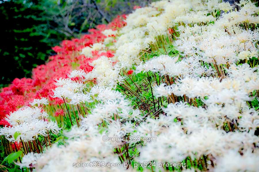 宝山湖の彼岸花の見頃！山肌が赤く染まる三豊市の曼珠沙華！夏の終わりの彩り