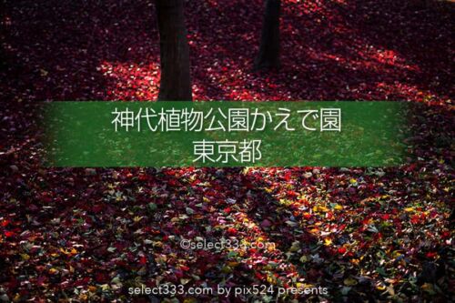 神代植物公園かえで園の紅葉撮影！落ち葉の絨毯の見頃時期は？紅葉したモミジの赤い絨毯