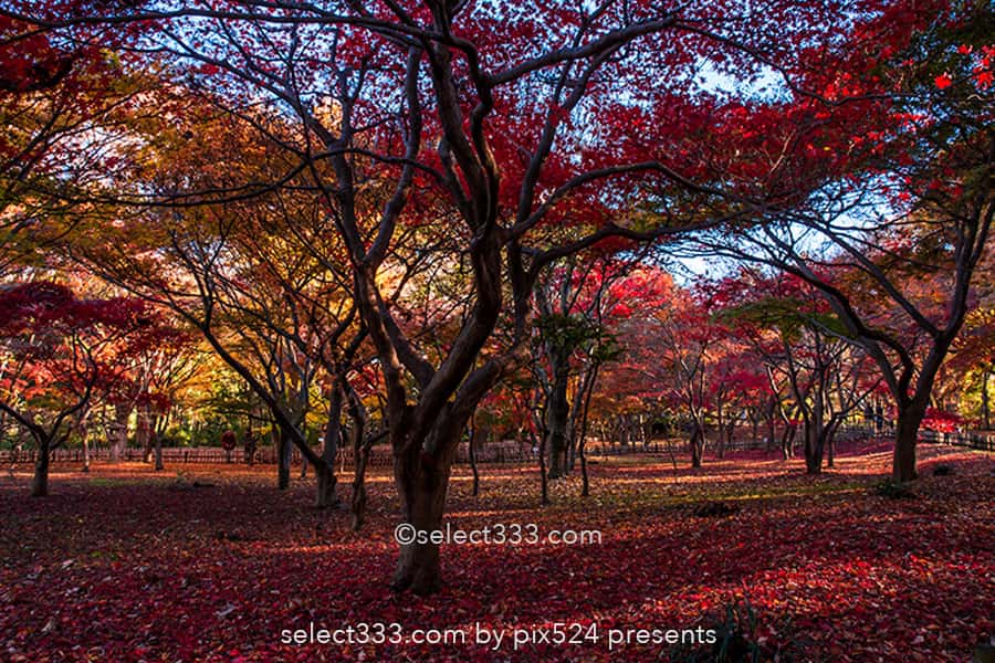 神代植物公園かえで園の紅葉撮影！落ち葉の絨毯の見頃時期は？紅葉したモミジの赤い絨毯