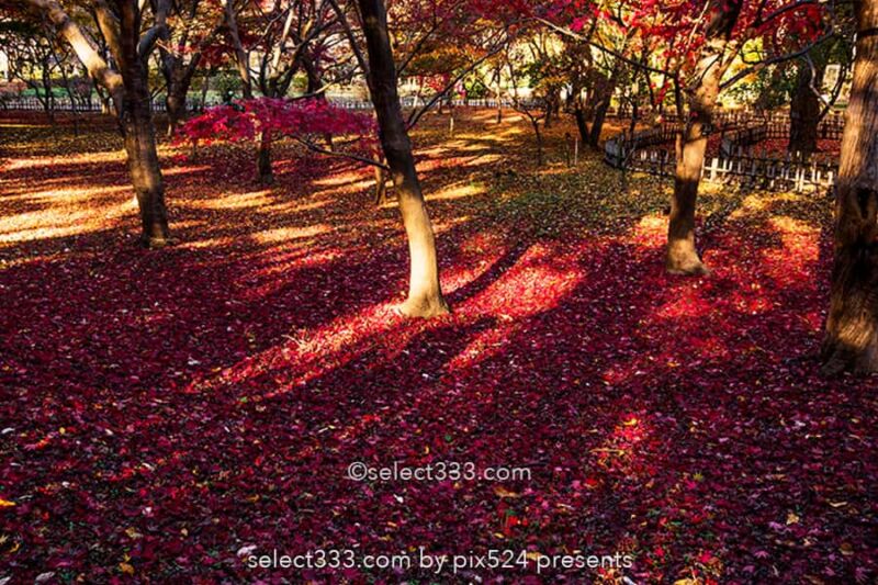 神代植物公園かえで園の紅葉撮影！落ち葉の絨毯の見頃時期は？紅葉したモミジの赤い絨毯