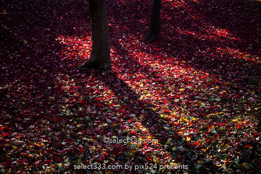 神代植物公園かえで園の紅葉撮影！落ち葉の絨毯の見頃時期は？紅葉したモミジの赤い絨毯